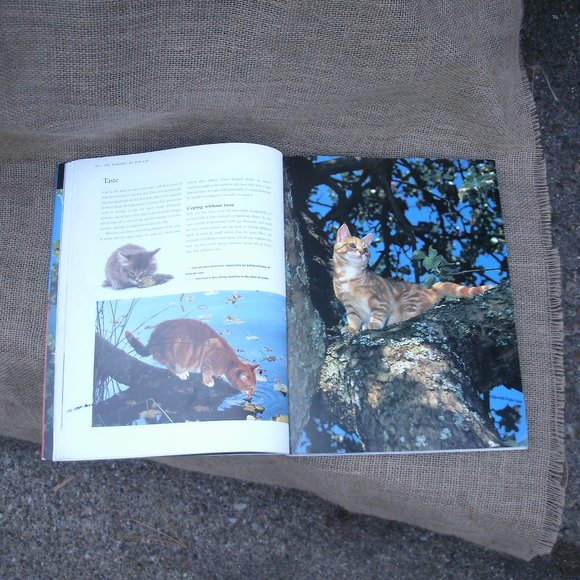 The Kingdom of the Cat by Roni Jay - Picture 5 of 16